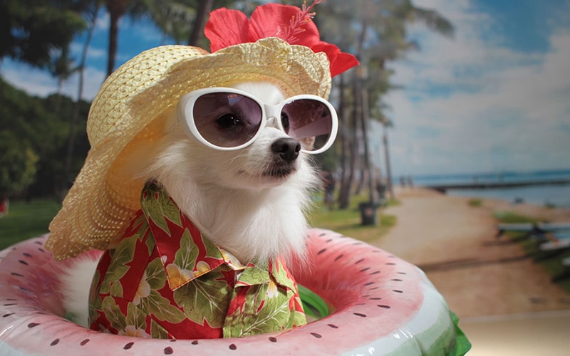 �����ւ̒��ŃT���O���X�ƖX�q�������Ă��錢